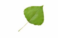 Peuplier d'Italie - feuille (Populus nigra)